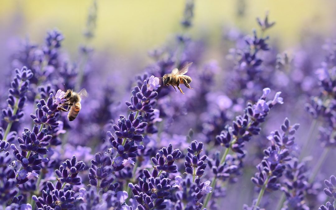 De 5 mooiste paarse planten voor de tuin